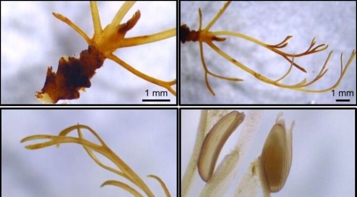 Comprueban que una familia de plantas acuáticas de Misiones puede indicar el estado de salud de los arroyos