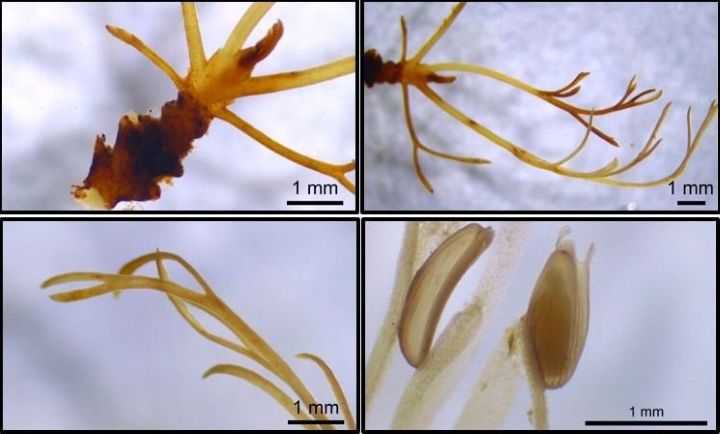 Comprueban que una familia de plantas acuáticas de Misiones puede indicar el estado de salud de los arroyos