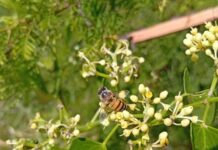Recaban datos para conocer el color de las flores que los insectos eligen para polinizar en el NEA