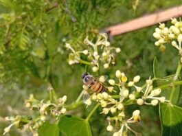 Recaban datos para conocer el color de las flores que los insectos eligen para polinizar en el NEA