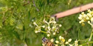 NUEVOS CONOCIMIENTOS Recaban datos para conocer el color de las flores que los insectos eligen para polinizar en el NEA