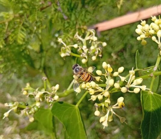 Recaban datos para conocer el color de las flores que los insectos eligen para polinizar en el NEA