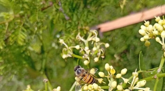 Recaban datos para conocer el color de las flores que los insectos eligen para polinizar en el NEA