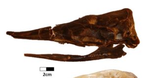 Nuevos Conocimientos Becario estudia la evolución de los armadillos y su adaptación a la dieta de hormigas