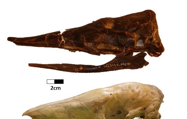 Nuevos Conocimientos Becario estudia la evolución de los armadillos y su adaptación a la dieta de hormigas