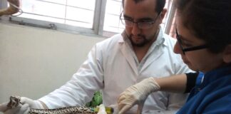 NO SE CONOCE TRABAJO SIMILAR EN ARGENTINA NI EN SUDAMÉRICA Diseñan un protocolo de buenas prácticas para el manejo de serpientes en cautiverio