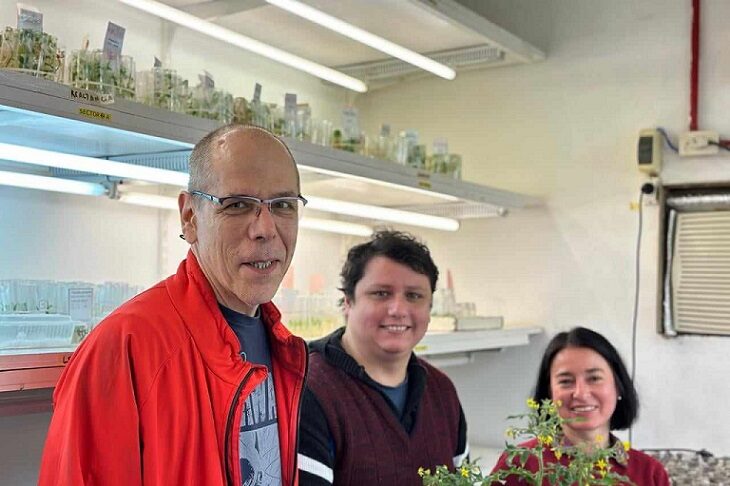 Con tecnología y modelos matemáticos estudian la adaptación de la planta de tomate al cambio climático
