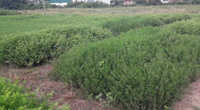 Aprueban proyecto de UNNE para el mejoramiento, desarrollo comercial y transferencia de forrajes de interés regional