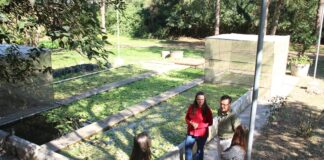 PARA LAGUNAS DE RESISTENCIA Avanzan ensayos para la primera experiencia de control natural de malezas acuáticas en lagunas urbanas del NEA