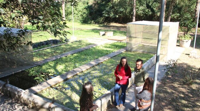 PARA LAGUNAS DE RESISTENCIA Avanzan ensayos para la primera experiencia de control natural de malezas acuáticas en lagunas urbanas del NEA