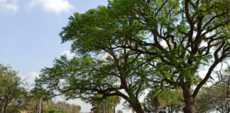 PROYECTO DE EXTENSIÓN Diseño participativo sustentable del espacio público en un barrio de Puerto Tirol Diseño participativo sustentable del espacio público en un barrio de Puerto Tirol