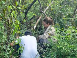 Ajustan metodología para la definición de puntos de muestreo para restauración de áreas quemadas