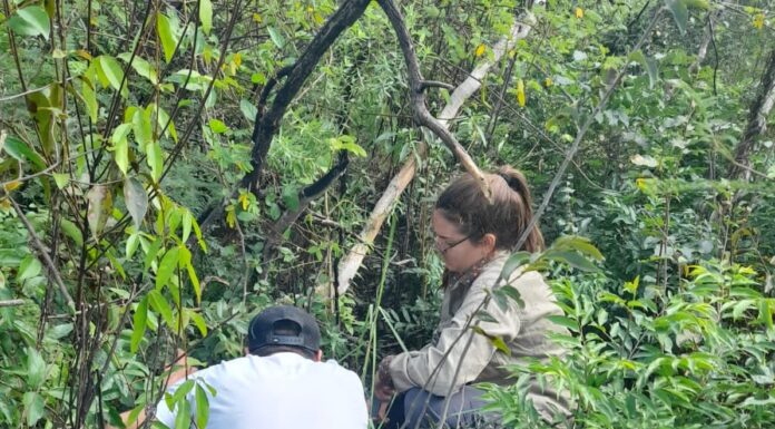 DESPUÉS DEL FUEGO Ajustan metodología para la definición de puntos de muestreo para restauración de áreas quemadas