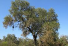 Investigación revela las claves para proteger al quebracho blanco en el Gran Chaco