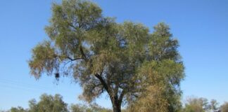 NUEVOS CONOCIMIENTOS Investigación revela las claves para proteger al quebracho blanco en el Gran Chaco