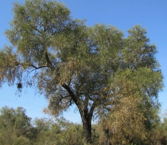 Investigación revela las claves para proteger al quebracho blanco en el Gran Chaco