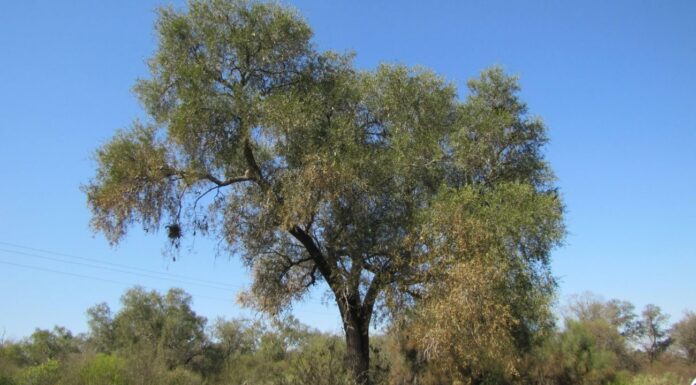 Investigación revela las claves para proteger al quebracho blanco en el Gran Chaco
