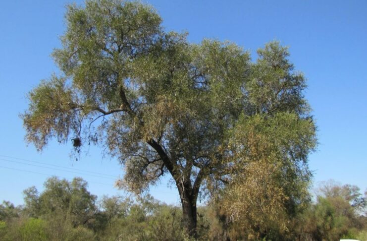 Investigación revela las claves para proteger al quebracho blanco en el Gran Chaco
