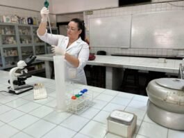 Producción Porcina: evaluaron cómo reemplazar el maíz en la alimentación con un subproducto regional
