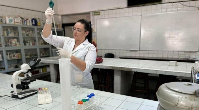 Producción Porcina: evaluaron cómo reemplazar el maíz en la alimentación con un subproducto regional