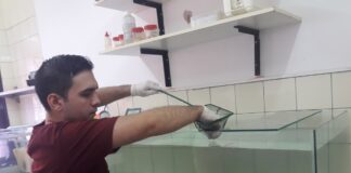 Buscan aportar mayor conocimiento sobre la «raya», un pez poco estudiado en la región