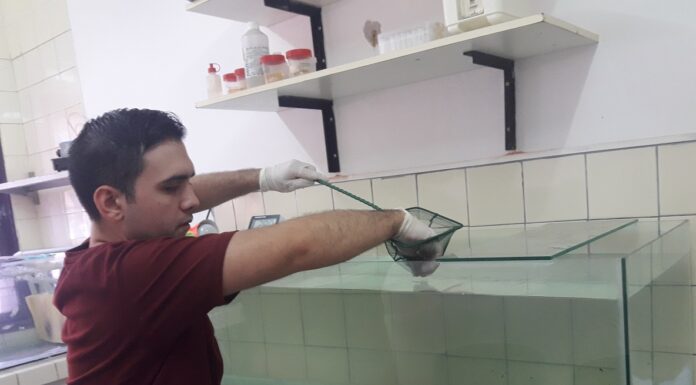 Buscan aportar mayor conocimiento sobre la «raya», un pez poco estudiado en la región