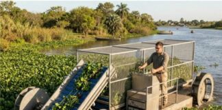 NUEVOS GRADUADOS Diseñaron una máquina que limpiará de camalotes los espejos de aguas más afectados