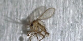 Actualizan registro de flebótomos de Argentina y describen los escenarios para la transmisión de Leishmaniasis