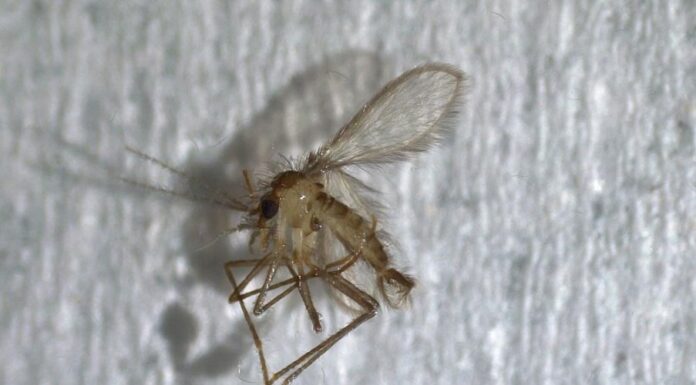 Actualizan registro de flebótomos de Argentina y describen los escenarios para la transmisión de Leishmaniasis