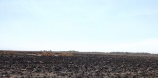 Registran el impacto en las principales comunidades vegetales de los incendios que se produjeron Corrientes