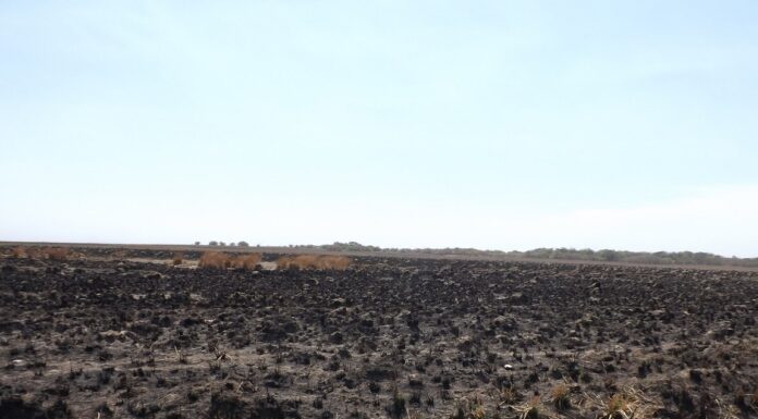 Registran el impacto en las principales comunidades vegetales de los incendios que se produjeron Corrientes