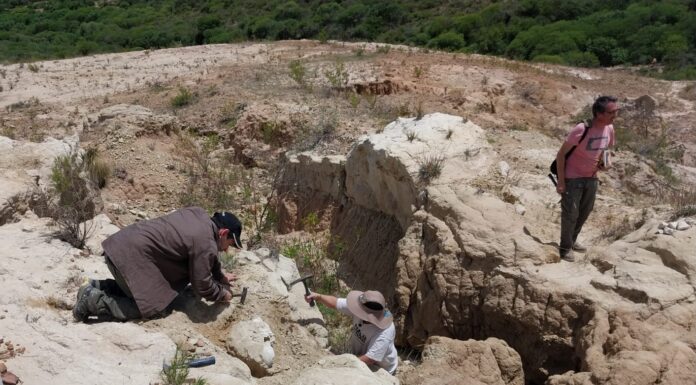 La UNNE y Conicet colaboran en el conocimiento de una megafauna de más de 30 mil años en Bolivia