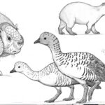 Representación gráfica de Chloephaga y otros taxones asociados por Cuaranta Pedro