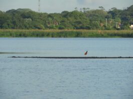 Identifican el impacto del desarrollo inmobiliario sobre áreas próximas a la reserva natural Laguna Brava