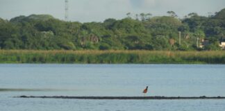 Identifican el impacto del desarrollo inmobiliario sobre áreas próximas a la reserva natural Laguna Brava