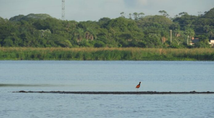 Identifican el impacto del desarrollo inmobiliario sobre áreas próximas a la reserva natural Laguna Brava