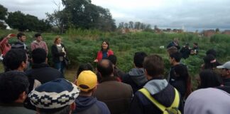 EXTENSIÓN UNIVERSITARIA Asesorarán a productores en la utilización de desperdicios forrajeros para alimentar ganado