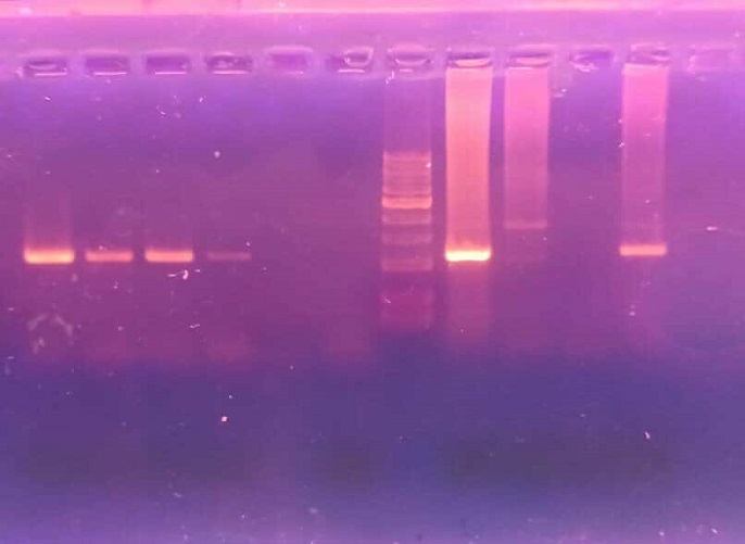 Resultados Trypanosoma E