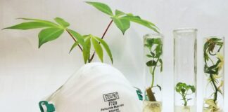 FCA-UNNE/IBONE (CONICET-UNNE) Destacan evolución del Banco de Germoplasma in vitro de Mandioca antes y durante la pandemia