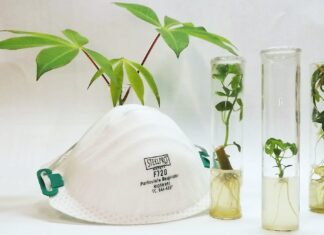 FCA-UNNE/IBONE (CONICET-UNNE) Destacan evolución del Banco de Germoplasma in vitro de Mandioca antes y durante la pandemia