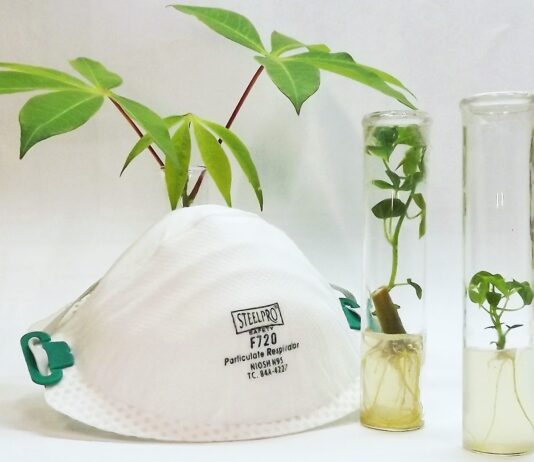 Destacan evolución del Banco de Germoplasma in vitro de Mandioca antes y durante la pandemia