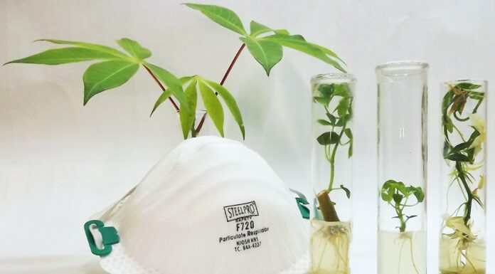 FCA-UNNE/IBONE (CONICET-UNNE) Destacan evolución del Banco de Germoplasma in vitro de Mandioca antes y durante la pandemia