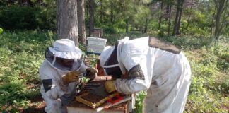 Nuevos Conocimientos Demostrarán que con higiene y acicalamiento las abejas melíferas del NEA podrían evitar la muerte de sus colonias