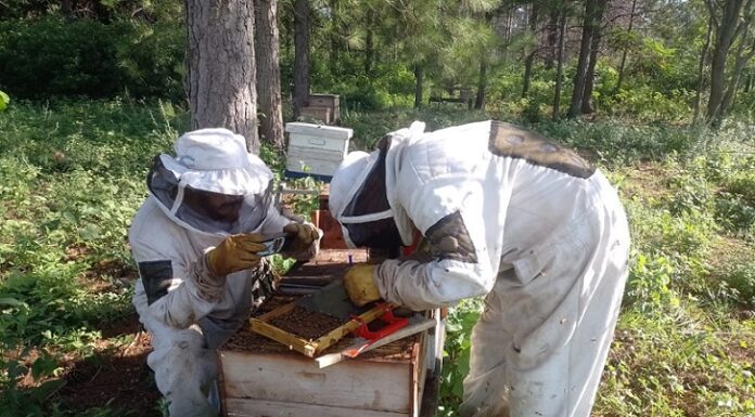 Nuevos Conocimientos Demostrarán que con higiene y acicalamiento las abejas melíferas del NEA podrían evitar la muerte de sus colonias