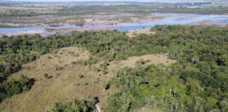 TRABAJO DEL CECOAL E IBONE Identifican una importante riqueza de especies en pastizales en la reserva Santa Catalina