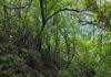 Becaria relevó la composición y diversidad de los bosques de la Reserva Santa Catalina