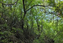 Becaria relevó la composición y diversidad de los bosques de la Reserva Santa Catalina