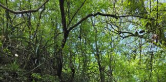 NUEVOS CONOCIMIENTOS Becaria relevó la composición y diversidad de los bosques de la Reserva Santa Catalina