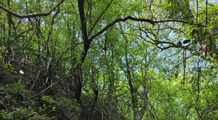 Becaria relevó la composición y diversidad de los bosques de la Reserva Santa Catalina