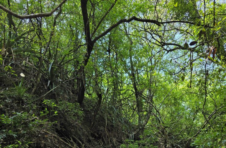Becaria relevó la composición y diversidad de los bosques de la Reserva Santa Catalina